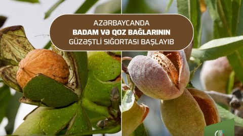 Badam və qoz bağlarının güzəştli sığortası başladı