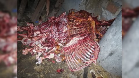 İsmayıllıda atları kəsib, ətini Bakıda satmaq istədi
