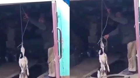 Xaçmazda 86 yaşlı kişi iti asaraq ÖLDÜRÜB