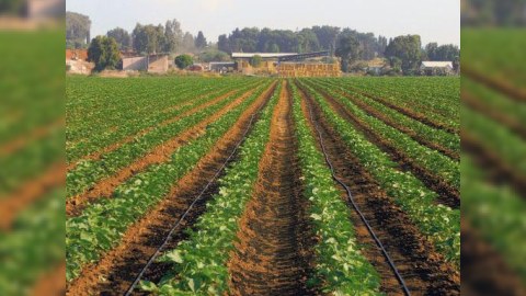 Limon və portağal bağlarının sığorta şərtləri açıqlandı