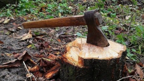 Ağacları zədələyən sahə rəisi cəzalandırıldı