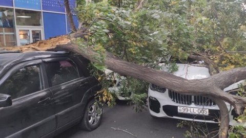 Bakıda küləkdən 27 ağac sınıb