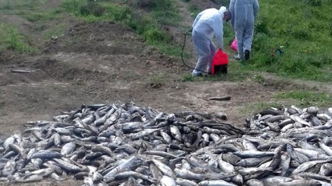 Qanunsuz balıq ovlayanlar cəzalandırıldı