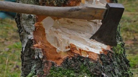 Ağacları kəsən tikinti şirkəti cərimələndi