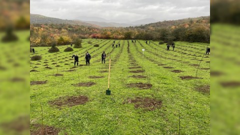 Meşə torpaqlarında 600 minə yaxın ağac əkilib