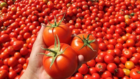 Rusiya Azərbaycanın 432 ton pomidorunu GERİ QAYTARDI