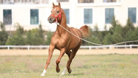 Qarabağ atlarının hərracına hazırlıq işləri aparılır