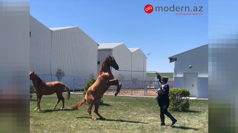 İlk dəfə: 5500 manata satılan “Sahil”, müştəri tapmayan “Sultan” - REPORTAJ