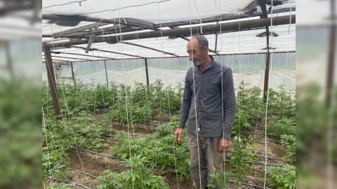 Salyanda "parnik"də narkotik yetişdirilir - FOTOLAR