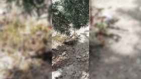 Bakıda qumbara aşkarlandı