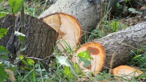 Ağacları zədələyən şəxs cəzalandırıldı