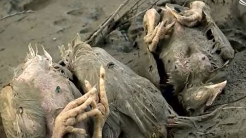 Ölü toyuqları çaya atan sex sahibi CƏRİMƏLƏNDİ