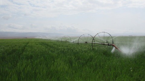 Azərbaycanda yeni aqrokimyəvi maddənin sınaqları keçiriləcək