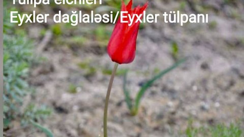 Bu bitkilərin nəsli kəsilmək üzrədir - FOTO