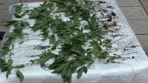 Həyətində kannabis yetişdirən şəxs saxlanıldı