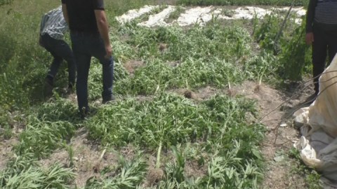 Həyətində narkotik yetişdirənlər saxlanıldı