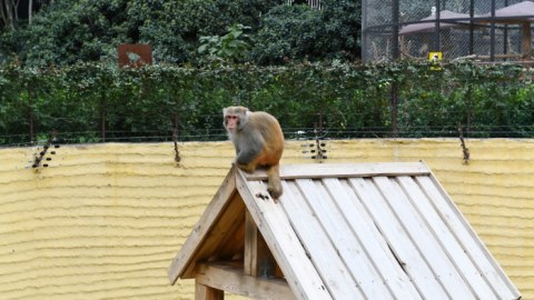 Bakı Zooparkındakı meymunların sayı AÇIQLANDI