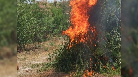 10 tondan artıq çətənə kolu yandırıldı
