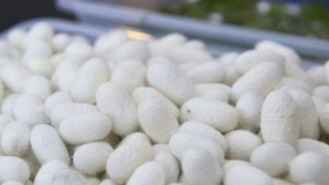 Ölkədə yaş barama tədarükünə başlanılıb