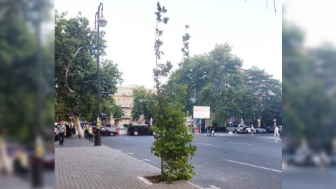 Qalmaqala səbəb olan parkinq yerində ağac əkildi - FOTO