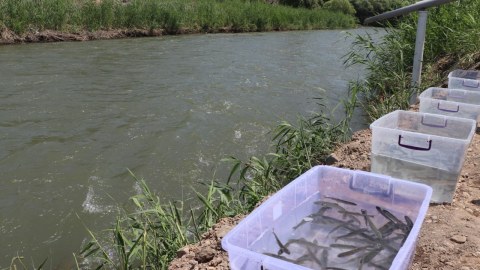Həkəri çayına qızılxallı forel körpələri buraxıldı - FOTO