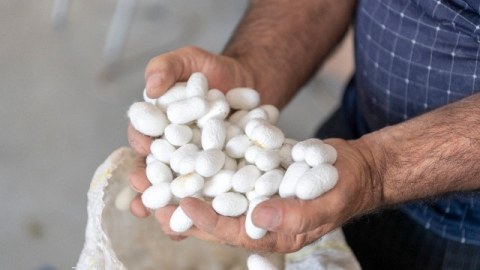 Tədarük məntəqələrinə 157 ton yaş barama təhvil verilib - FOTOLAR