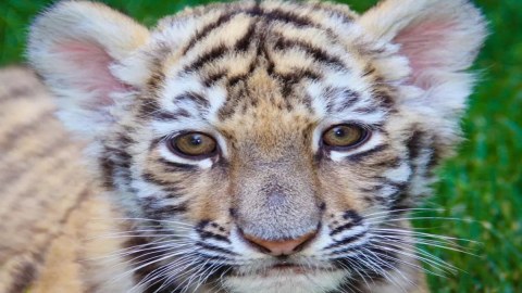 Zooparkda pələng balası doğuldu