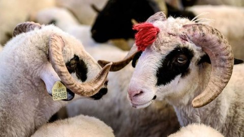 Qurbanlıq heyvanlar bu yerlərdə satılacaq - SİYAHI 