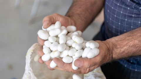 Ölkədə barama tədarükü davam edir