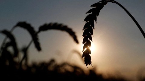Rusiya Ukrayna taxılını Suriyaya daşıyır