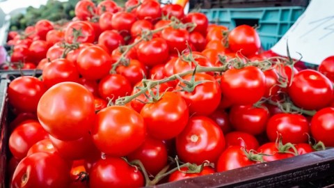 Rusiya 47 ton pomidoru Azərbaycana qaytardı