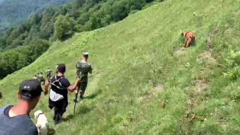 Hindistanlı turistin axtarışına itlər cəlb olundu - VİDEO