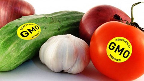 GMO məhsullarının siyahısı hazırlanacaq