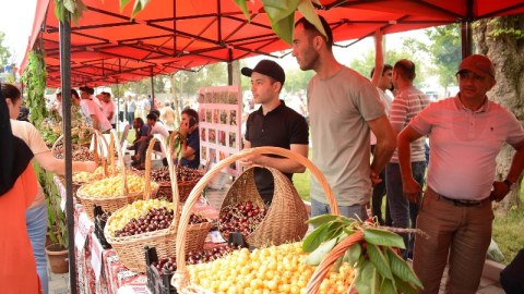 Azərbaycanda ilk “Albalı və gilas” festivalı keçirilib - FOTOLAR