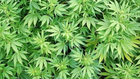 Keçmiş məhkum 3,5 ton narkotiklə tutuldu
