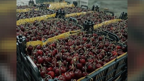 Lökbatan bazarında 340 kq albalı və gilas OĞURLANDI