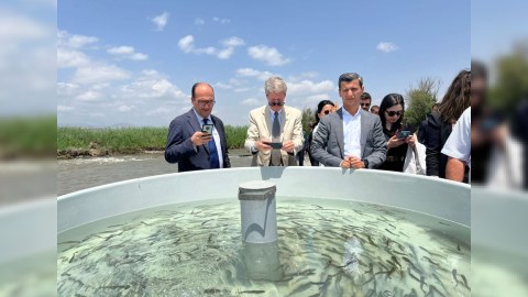 Həkəri çayına qızılxallı forel körpələri buraxıldı