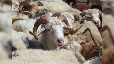 Qurbanlıq kəsimi üçün səyyar məntəqələr quraşdırılacaq