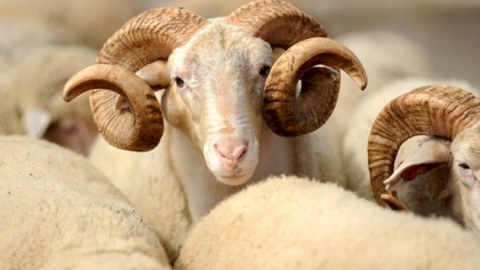 Qurbanlıq heyvanların satış və kəsim yerləri - SİYAHI