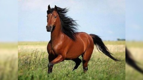 Ağcabədidə atı güllələdilər