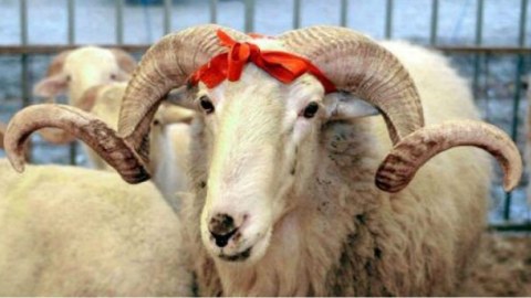 QMİ Qurban bayramı ilə bağlı FƏTVA verdi