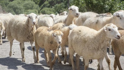 Qarabağa qoyunçuluq və arıçılıq təsərrüfatlarının köçü başa çatır - FOTO