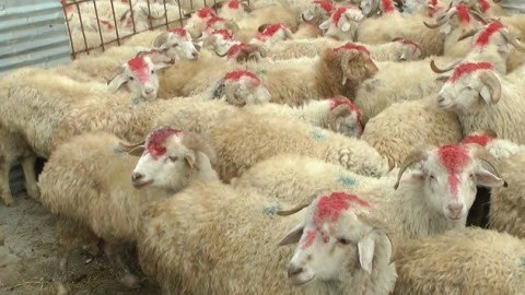 Nazirlik bayramda gücləndirilmiş rejimdə çalışacaq