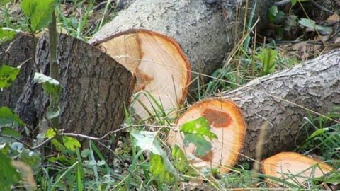 25 minlik ziyanı prokurorluq araşdıracaq