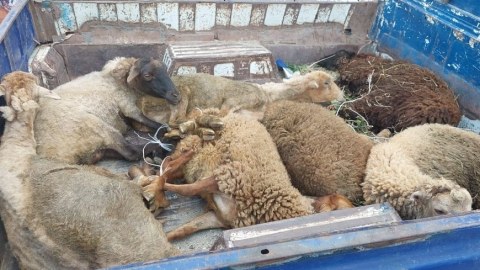 Adam öldürməyə görə tutuldular, qoyun oğrusu çıxdılar