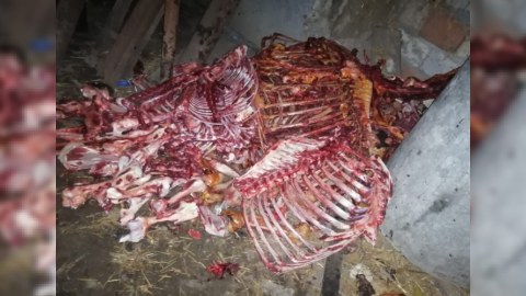 At əti satan şəxs yenidən TUTULDU