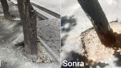 Bakıda ağacların dibi asfaltdan təmizlənib