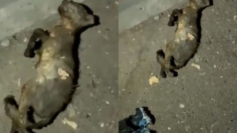 Bakıda uşaq pişiyi yandırıb öldürdü