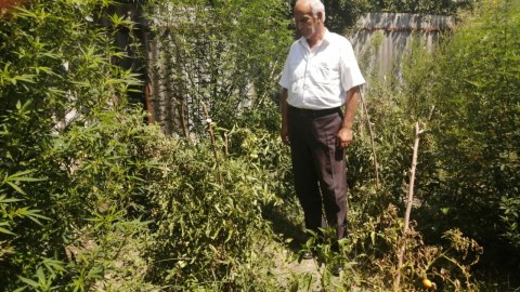 İsmayıllıda külli miqdarda narkotik aşkarlandı