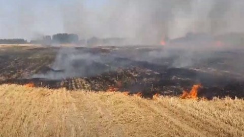Ağcabədidə 50 hektar taxıl sahəsi yandı